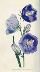 Peach-coloured Bellflower or Campanula (Campanula persicifolia var. maxima), plate 397 from William Curtis The Botanical Magazine (or Flower Garden Displayed)